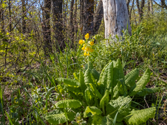 Primula veris