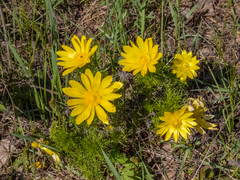 Adonis vernalis