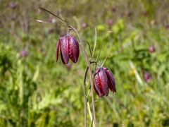 Fritillaria ruthenica