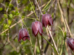 Fritillaria ruthenica