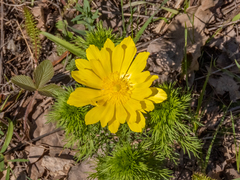 Adonis vernalis