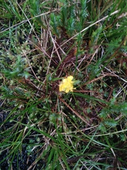 Hypericum costaricense