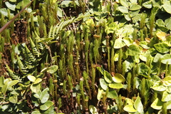 Polytrichum subpilosum