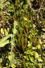 Polytrichum subpilosum