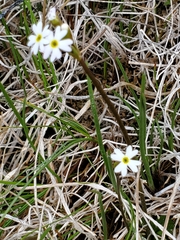 Primula egaliksensis