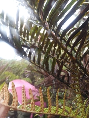 Pleopeltis macrolepis