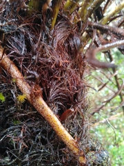 Pleopeltis macrolepis