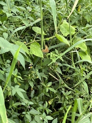 Polygonia c-aureum lunulata