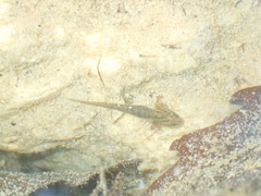 Lissotriton schmidtleri