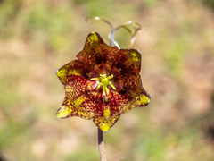 Fritillaria ruthenica