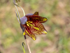 Fritillaria ruthenica