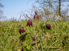 Fritillaria ruthenica