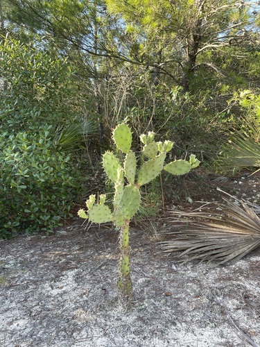 Florida Beach Pricklypear (Opuntia ammophila)