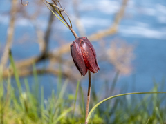 Fritillaria ruthenica