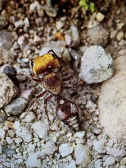 Dasymutilla dilucida