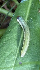 Monostegia