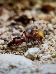 Dasymutilla dilucida