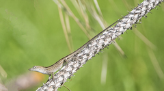 Anolis sagrei