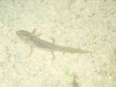 Lissotriton schmidtleri
