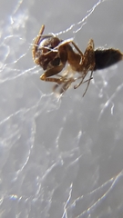 Technomyrmex horni