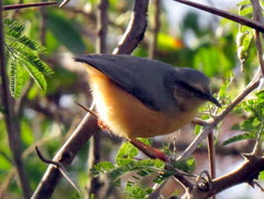 Sylvietta rufescens pallida