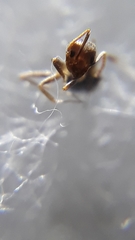 Technomyrmex horni