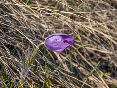 Pulsatilla patens