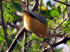 Sylvietta rufescens pallida