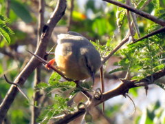 Sylvietta rufescens pallida