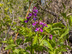Lathyrus vernus