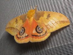 Automeris jucunda