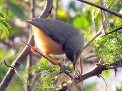 Sylvietta rufescens pallida