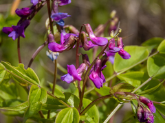 Lathyrus vernus