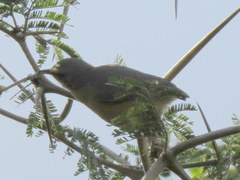 Sylvietta rufescens pallida