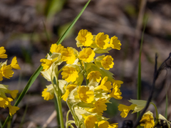 Primula veris