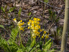 Primula veris