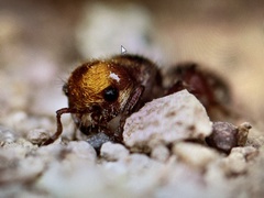 Dasymutilla dilucida