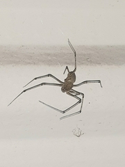 Scytodes atlacoya