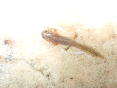 Lissotriton schmidtleri