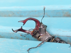Lucanus cervus
