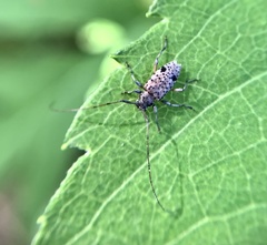 Hyperplatys maculatus