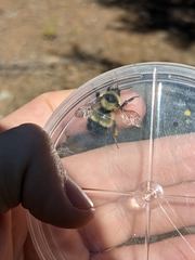 Bombus sandersoni