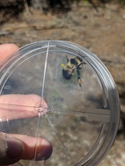 Bombus sandersoni