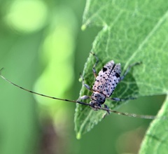 Hyperplatys maculatus