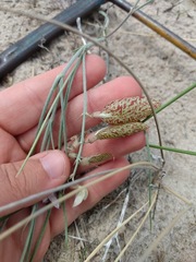 Astragalus ceramicus