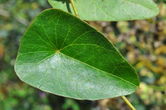 Cissampelos sympodialis