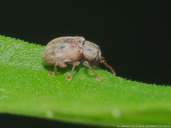 Demotina modesta