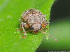 Demotina modesta