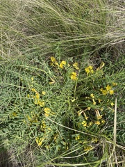 Astragalus wolgensis