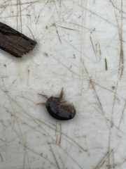 Gammarus pulex